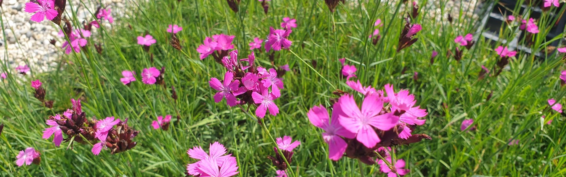 Quartierbild von Dianthus carthusianorum