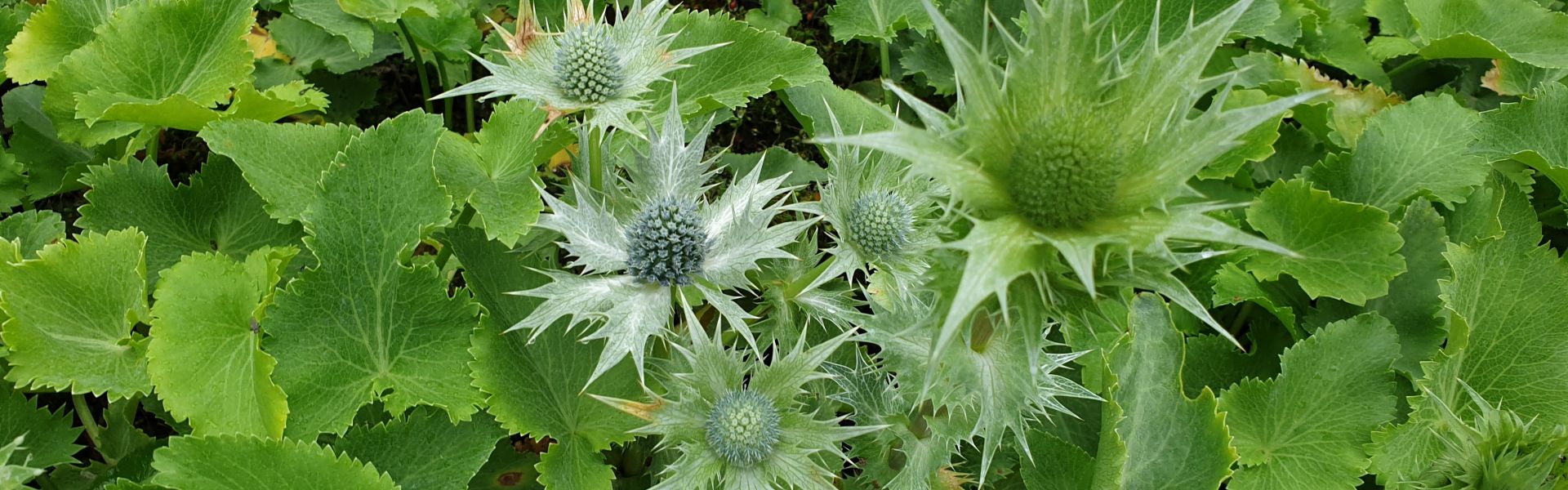 Eryngium giganteum