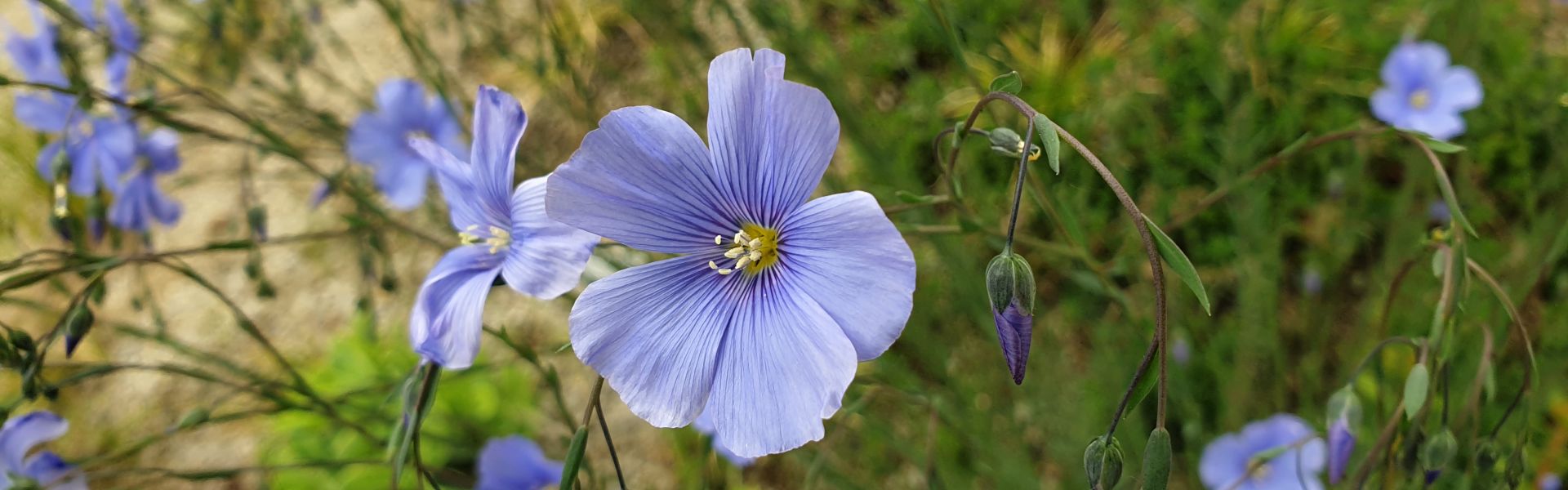Linum narbonense