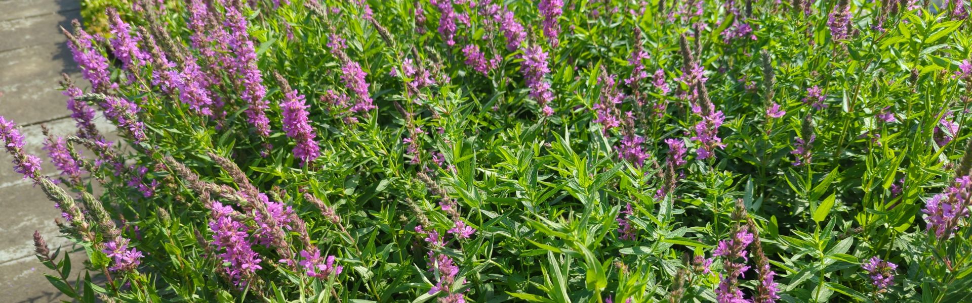 Bild von Lythrum salicaria