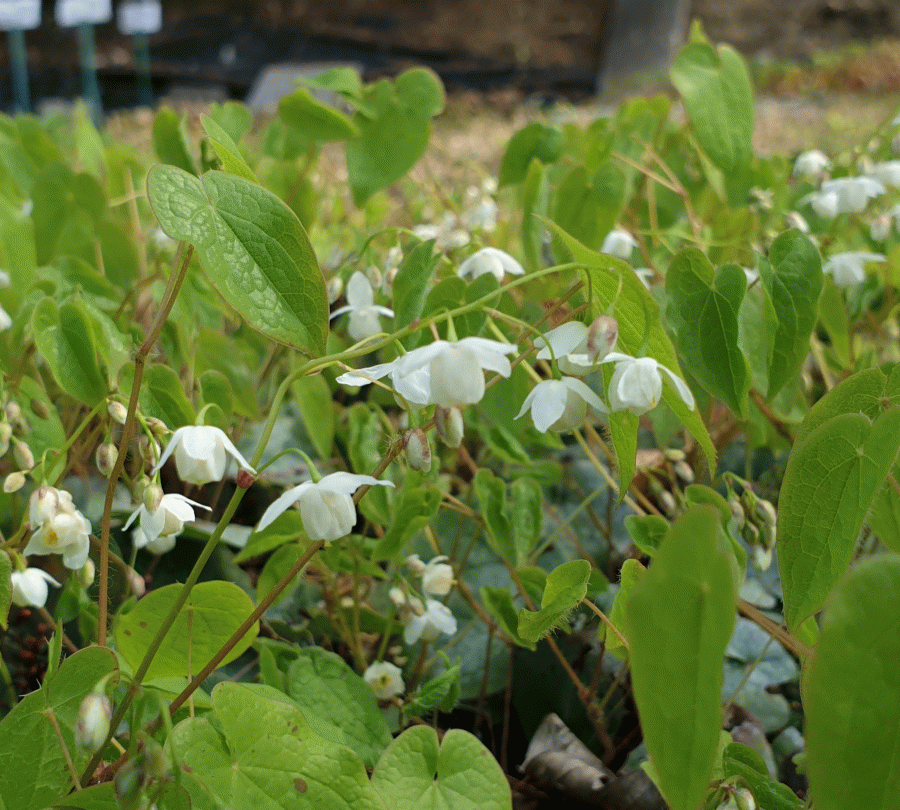 Blühlistenbild Epimedium_setosum