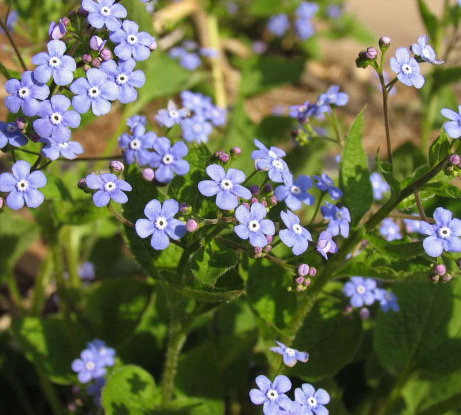 Brunnera macrophylla