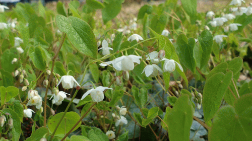 Blühlistenbild Epimedium_setosum