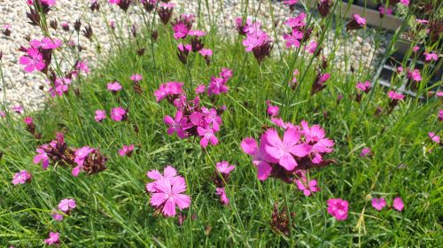 Quartierbild von Dianthus carthusianorum