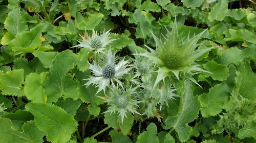 Eryngium giganteum