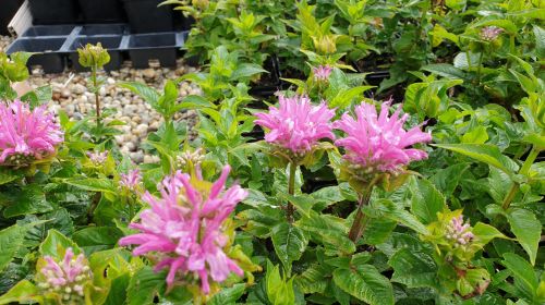 Monarda f. Pardon_My_Lavender