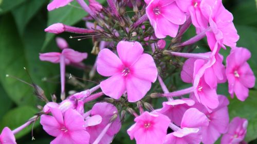 Bild von Phlox amp. Winnetou