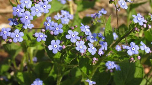 Brunnera macrophylla