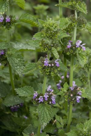 Bild von Ballota nigra