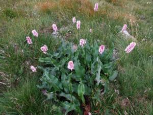 Bild von Persicaria bistorta