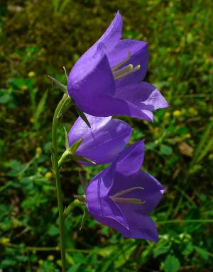 Bild von Campanula persicifolia