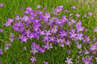 Bild von Campanula patula