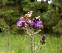 Bild von Cirsium palustris