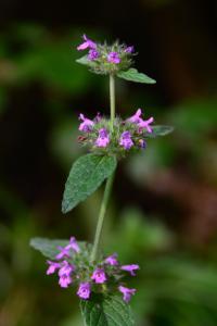 Bild von Clinopodium vulgare