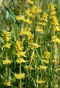 Bild von Cruciata laevipes