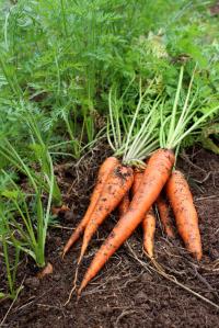 Bild von Daucus carota