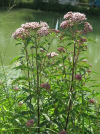 Bild von Eupatorium cannabinum