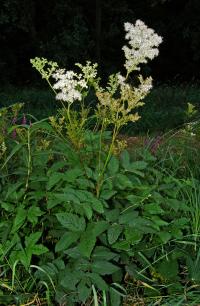 Bild von Filipendula ulmaria