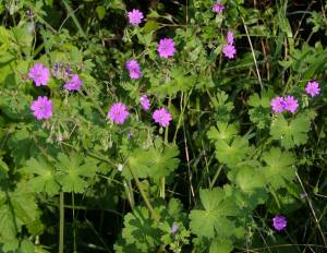 Bild von Geranium pyrenaicum