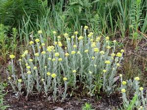 Bild von Helichrysum arenarium
