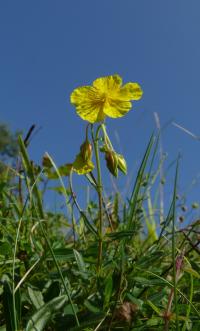 Bild von Helianthemum nummularium