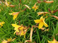 Bild von Hemerocallis thunbergii