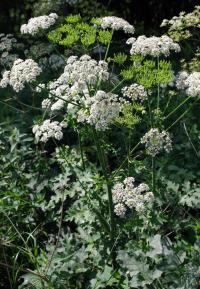 Bild von Heracleum sphondylium