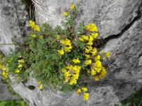 Bild von Hippocrepis comosa