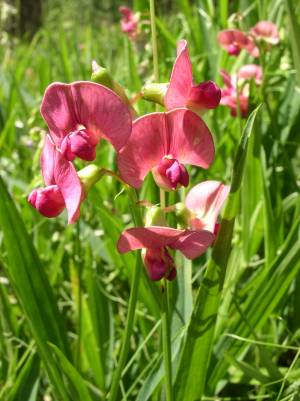 Bild von Lathyrus sylvestris