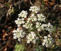 Bild von Pimpinella saxifraga