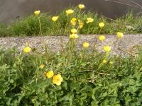 Bild von Ranunculus bulbosus