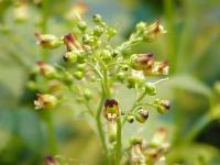 Bild von Scrophularia nodosa