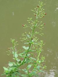 Bild von Scrophularia umbrosa