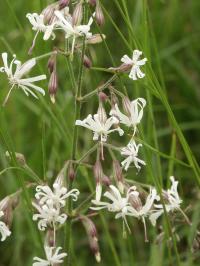 Bild von Silene nutans