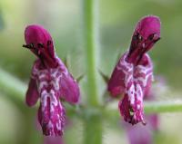 Bild von Stachys sylvatica