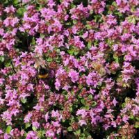 Bild von Thymus praecox