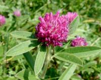 Bild von Trifolium alpestre