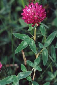 Bild von Trifolium medium