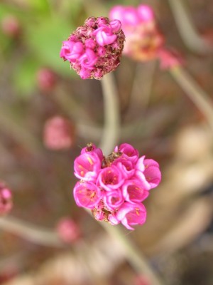 Bild von Armeria maritima Rubrifolia