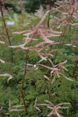 Bild von Aruncus aethusifolius Horatio