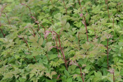 Bild von Aruncus aethusifolius Johannisfest