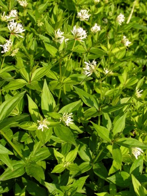 Bild von Asperula taurina