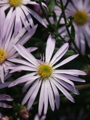 Bild von Aster ageratoides var.-yezoensis 