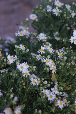 Bild von Aster ageratoides Ashvi