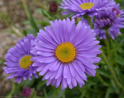 Bild von Aster alpinus Goliath