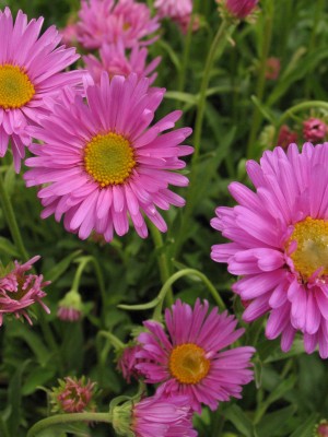 Bild von Aster alpinus Happy-End