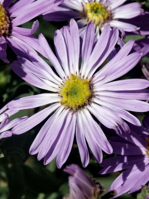 Bild von Aster amellus Blütendecke