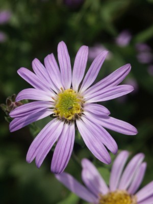 Bild von Aster amellus Glücksfund
