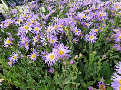 Bild von Aster amellus Moerhem Gem