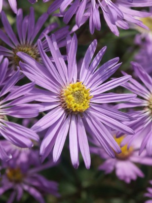 Bild von Aster amellus Sternkugel
